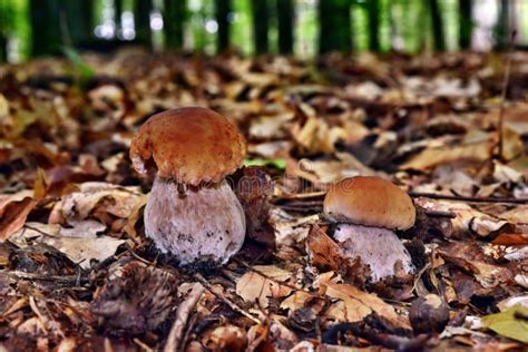 El Hongo Comestible Boletus Edulis Crece En El Bosque Polaco Imagen De