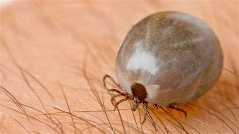 Por qué son tan peligrosas las garrapatas y cuáles enfermedades pueden