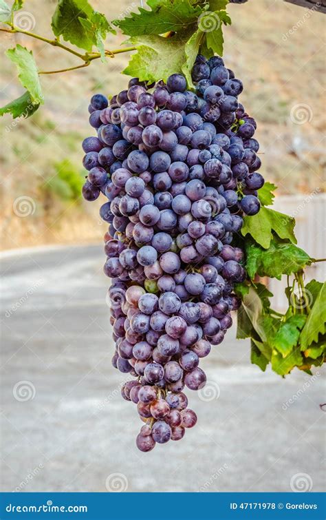 Red Bunches Of Grape On The Crete Island Stock Photo Image Of Organic