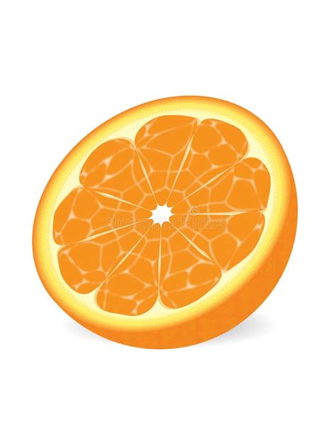 Cut Half Orange Stock Illustrations Cut Half Orange Stock