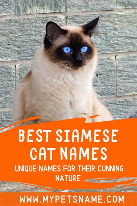 Best Siamese Cat Names | Cat names, Cool pet names, Siamese cats