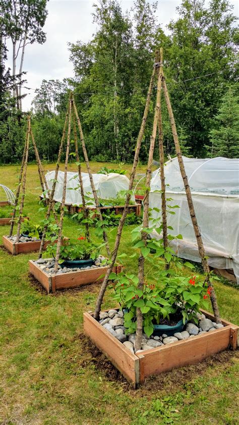 Scarlet Runner Beans On My Bean Tipi S Garden Yard Ideas Diy Garden