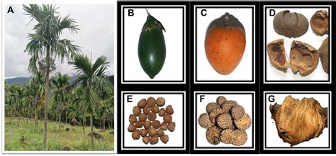 Frontiers Comprehensive Insights Into Areca Nut Active Components