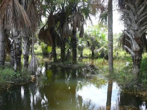 Doomos VENTA DE FINCA GANADERA EN PUERTO GAITAN META