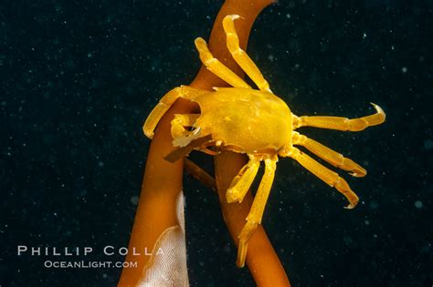 Northern Kelp Crab Macrocystis Pyrifera San Nicholas Island California