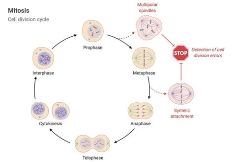 Metaphase Definition Types Diagram Examples I Notesbard