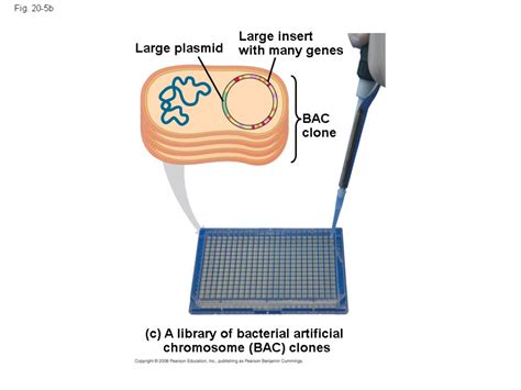 Chapter 20 Biotechnology Overview The Dna Toolbox Sequencing