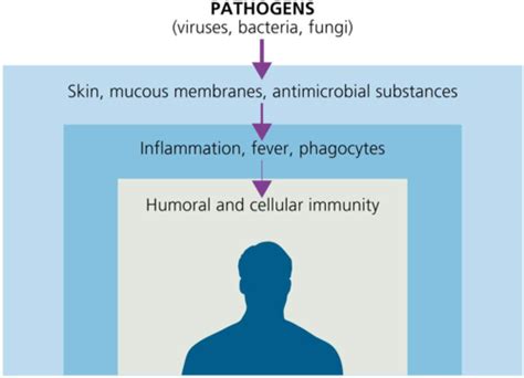 Chapter 16 Innate Immunity Nonspecific Defenses Of The Host