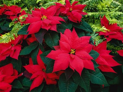 Christmas Plants With Red Colours Walter S Greenhouses And Garden Centre