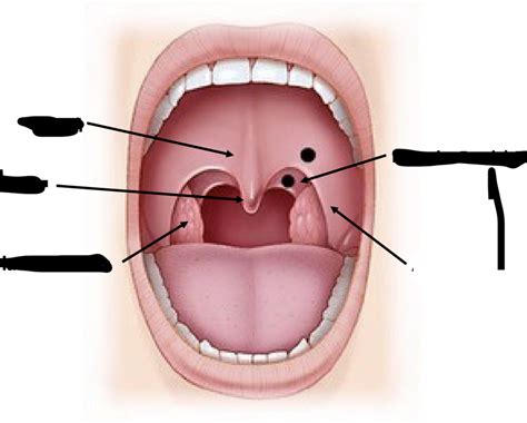 Final Diagram Anatomy And Physiology Diagram Quizlet