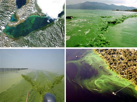 Causes Effects And Management Of Blue Green Algae Cyanobacteria And