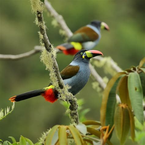 12-Day Peru Wildlife Tour - Peru Jaguars, Macaws & Amazon - Natural ...