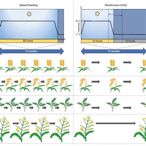 Accelerated Plant Growth And Development Under Speed Breeding Left