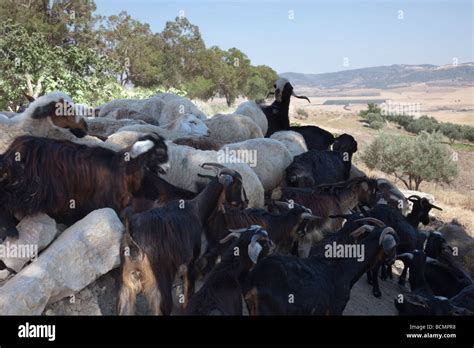 A Flock Of Goats And Sheep Look Out At The Fields Below The Ancient