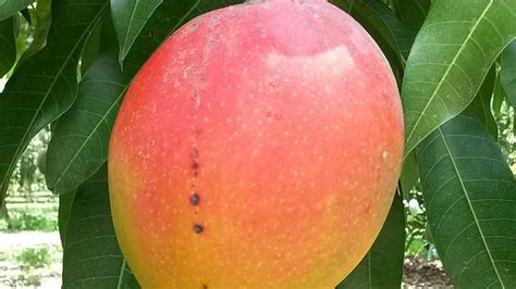 More Florida Mangoes Please Scientists Are Working On It Growing Produce