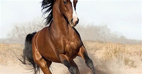 The wild and wonderful tale of @Horse_ebooks - The Verge
