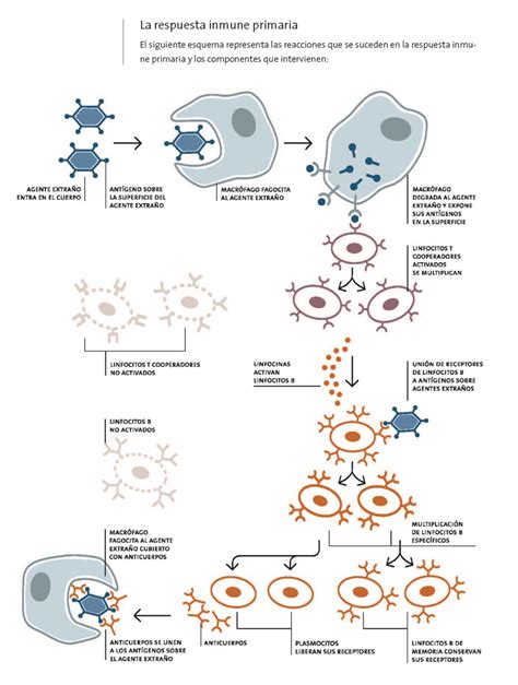 Infografías De Biología Química Y Física Educ Ar