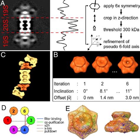 Two Subclasses Of The 26s Proteasome Were Identified The Top Row Shows Download Scientific