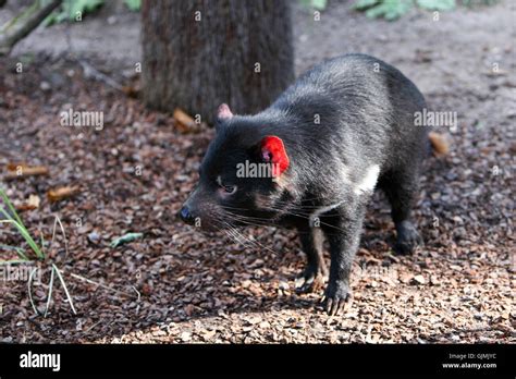 Rare Animal Species Hi Res Stock Photography And Images Alamy