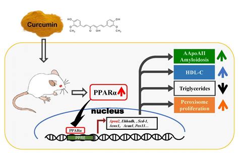 Curcumin For Amyloidosis And Lipid Metabolism Eurekalert