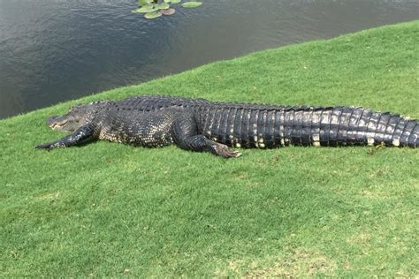 Good News Everybody Alligators Are Eating The Sharks Golf News And