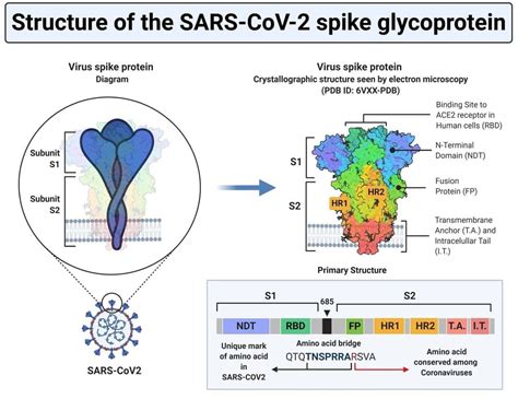 Biology notes - The life cycle of SARS-CoV-2 begins with...