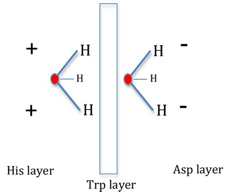 hydronium  oriented   surrounding charges interacting