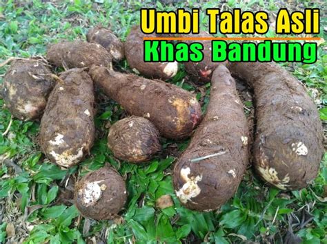 1 Kg Umbi Talas Umbi Kimpul Lazada Indonesia