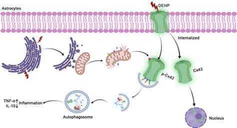 Gap Junction Protein Connexin 43 As A Target Is Internalized In