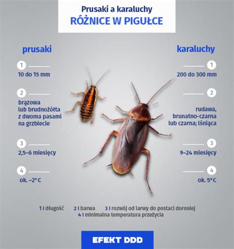 Prusaki A Karaluchy Jak Rozpozna Intruza W Domu