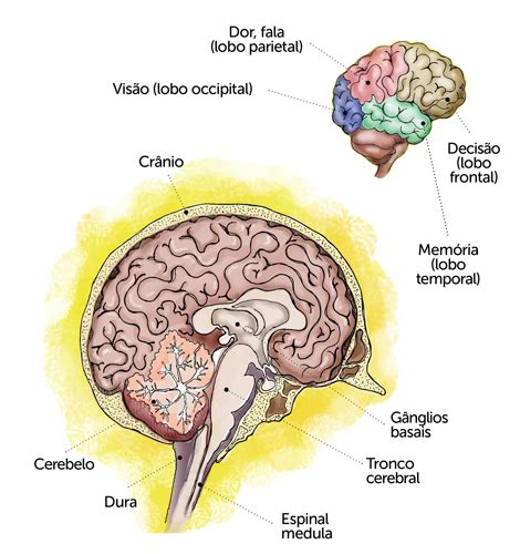 Cérebro como funciona e quais as funções deste órgão Revista Prevenir