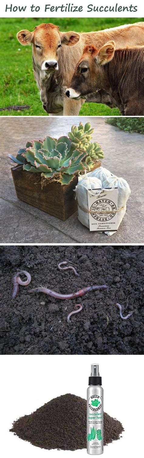 Succulent Fertilizer Which When And How Often The Succulent