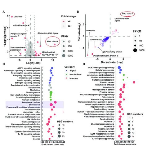 Identification Of Crucial DEGs And Cellular Processes A The DEGs