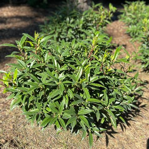 Sweet And Lo™ Sweet Box Sarcococca Order Online