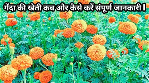 गेंदा फूल की खेती कब और कैसे करें संपूर्ण जानकारी L 😱 Marigold Farmig