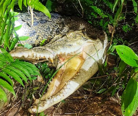 Kecoh Buaya Sesat Masuk Kebun Getah Caridotmy