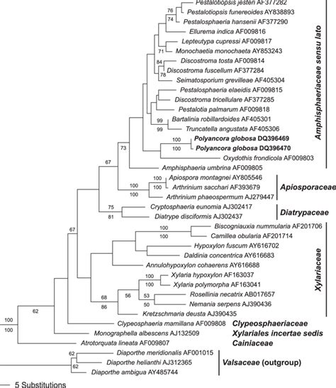 One Of Two Most Parsimonious Trees Revealed In A Heuristic Search 1k