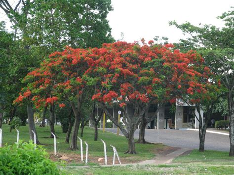 ДЕЛОНИКС КОРОЛЕВСКИЙ/DELONIX REGIA: «ОГНЕННОЕ ДЕРЕВО» С МАДАГАСКАРА ...