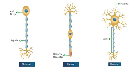 Types Of Neuron Unipolar Bi Multipolar In Urdu Hindi 40 OFF