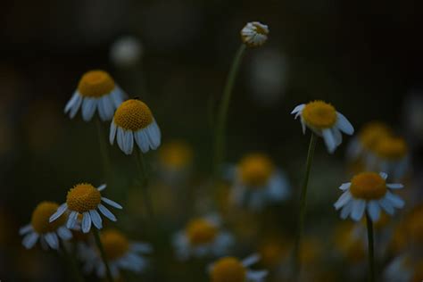 Botanische Nacht Im Botanischen Garten Berlin On Behance