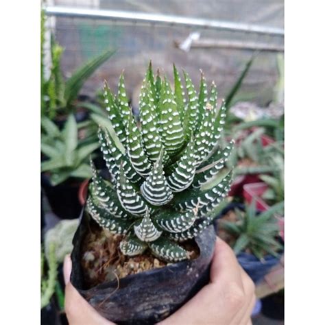 Owl S Claw Haworthia Conspicua Shopee Philippines