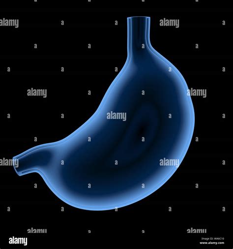 3d Rendering X Ray Stomach Isolated On Black Stock Photo Alamy