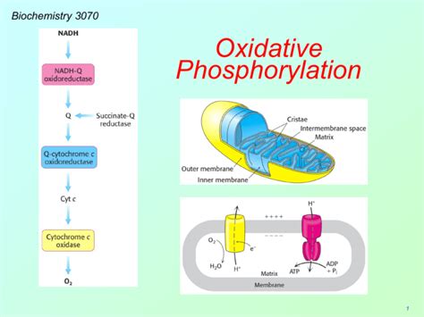 Oxidative Phosphorylation