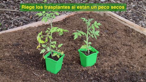 Cómo Sembrar Los Tomates Youtube