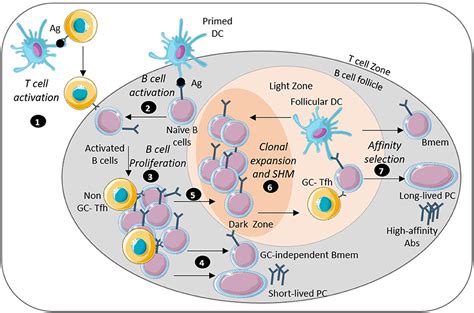 Frontiers Bacteria That Cause Enteric Diseases Stimulate Distinct