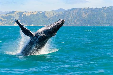 Oahu Whale Watching Cruise 2019