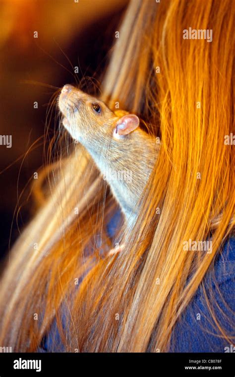 Agouti Hair Hi Res Stock Photography And Images Alamy