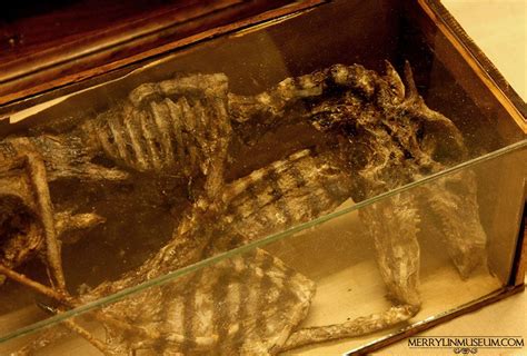 Bodies Of Strange Creatures Were Found In The Basement Of An Old House