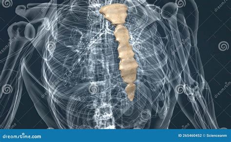 The Sternum Or Breastbone Is A Long Flat Bone Located In The Central