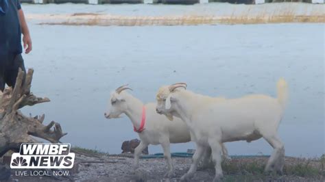 Famous Goats Of Goat Island At Murrells Inlet Marshwalk Will Not Return